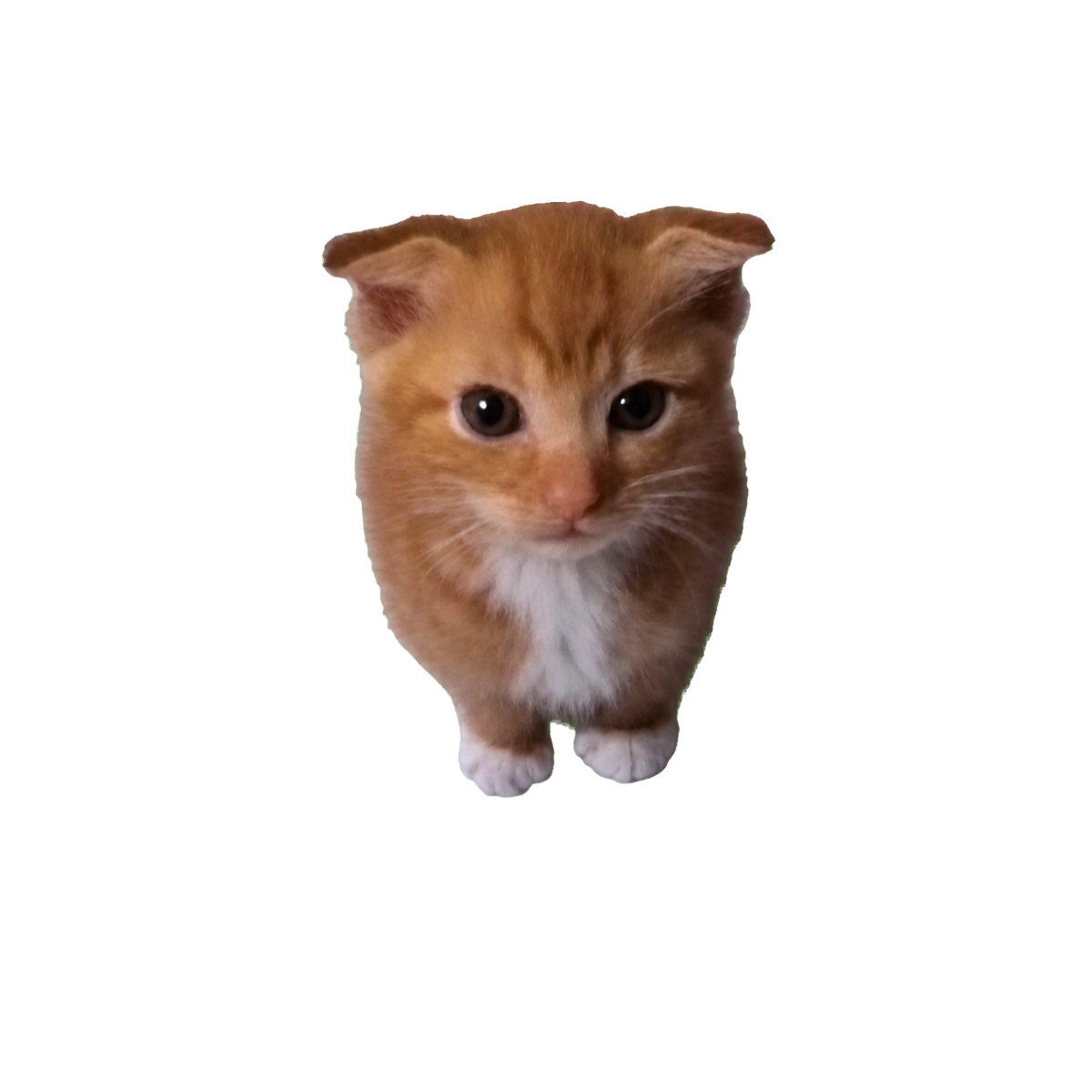 Weightless Cat with nothing underneath him